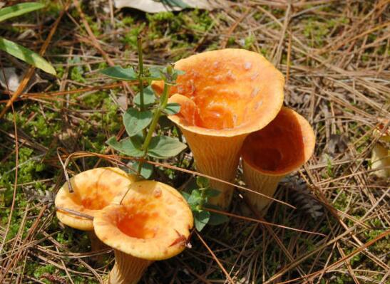 盤(pán)點(diǎn)云南美味野生菌和常見(jiàn)有毒野生菌