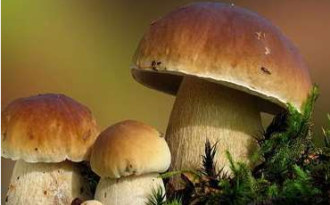 舌尖上的云南野生菌，燃燒著每個(gè)吃貨的味蕾